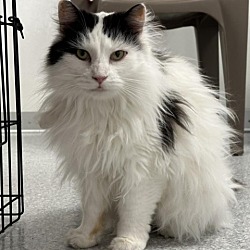 Thumbnail photo of Kenobi #2
