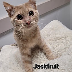 Photo of Jackfruit