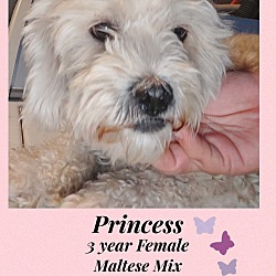 Thumbnail photo of PRINCESS – 3 YR FEMALE MALTESE #2