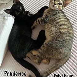 Thumbnail photo of Prudence #4