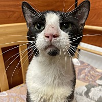 adopt a pet