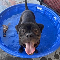 adopt a pet