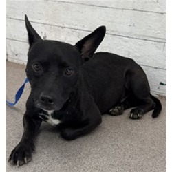 Photo of Shadow, adoptable Chihuahua Dachshund in San Bernardino, California