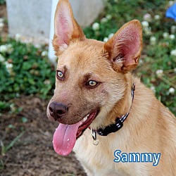 Thumbnail photo of Sammy #4