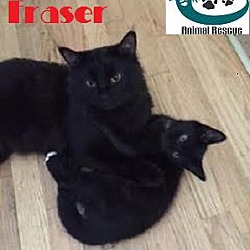 Thumbnail photo of Fraser - Adopted November 2016 #2