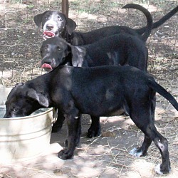 Thumbnail photo of Men in Black pups #1