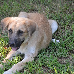 Thumbnail photo of Amos~adopted! #1