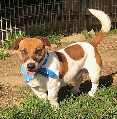 Des Moines Ia Jack Russell Terrier Meet Jeeves In Dallas Tx A