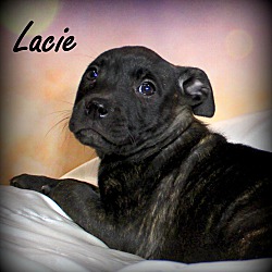 Thumbnail photo of Lacie ~ meet me! #1
