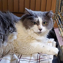 Cats Bridge To Rescue In Trevose Pennsylvania