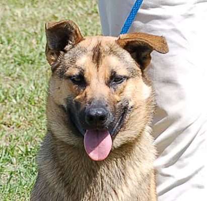 German Shepherd Puppies For Adoption Melbourne