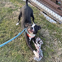 Photo of Rosco