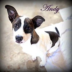 Thumbnail photo of Andy~adopted! #1