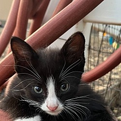 Thumbnail photo of BERLIOZ MITTENS - Desert Litter #1