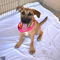 adopt a pet