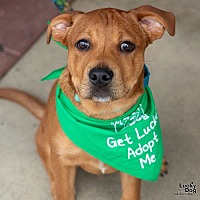 adopt a pet
