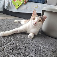 adopt a pet