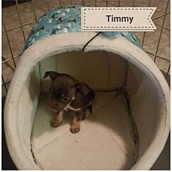 Photo of TIMMY