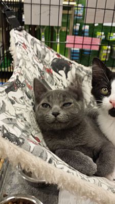 Sacramento Ca Domestic Shorthair Meet Andy A Pet For Adoption