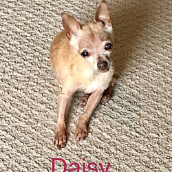 Thumbnail photo of DAISY #4