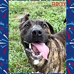 Thumbnail photo of Brax #3