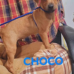 Photo of Choco