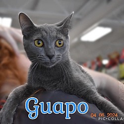 Photo of Guapo