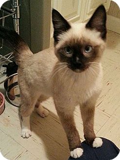 Washington Dc Siamese Meet Indigo A Pet For Adoption