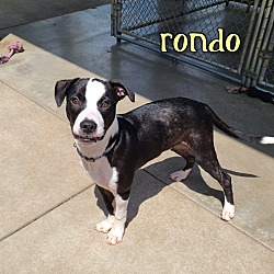 Thumbnail photo of Rondo #2