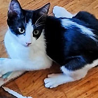 adopt a pet