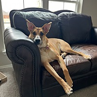 adopt a pet