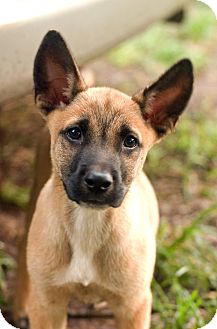 Greensboro Ga Belgian Malinois Meet Puzzle A Pet For Adoption