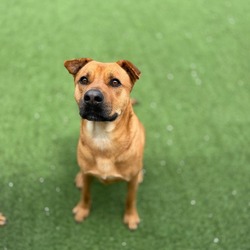 Photo of Canela 7734, adoptable Mixed Breed (Medium) in Loxahatchee, Florida
