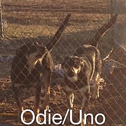 Thumbnail photo of Odie #3