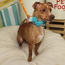 Thumbnail photo of Penny-Adopted! #2