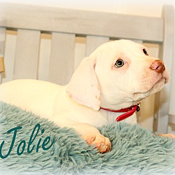 Thumbnail photo of Jolie~adopted! #4