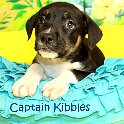 Thumbnail photo of Captain Kibbles~adopted! #4