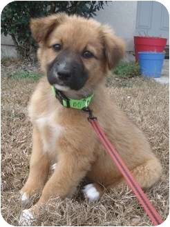 German Shepherd Golden Retriever Mix For Adoption Off 71 Www Usushimd Com