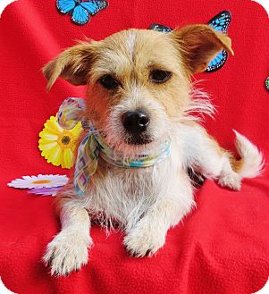 Irvine Ca Jack Russell Terrier Meet Arwen A Pet For Adoption