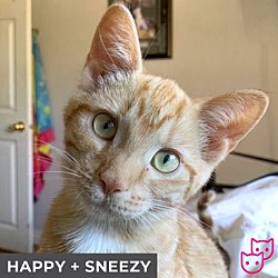 Thumbnail photo of Sneezy (bonded with Happy) #3