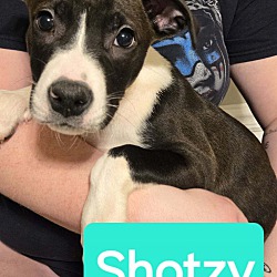 Photo of Shotzy