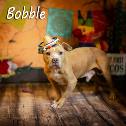 Photo of Bobble*