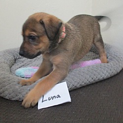 Thumbnail photo of Luna #2