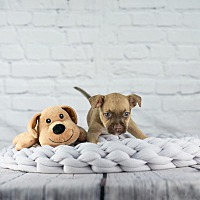 adopt a pet