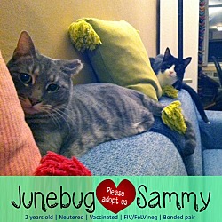 Thumbnail photo of Junebug & Sammy #2