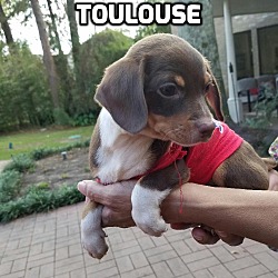 Thumbnail photo of TOULOUSE #3