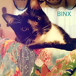 Thumbnail photo of BINX #2