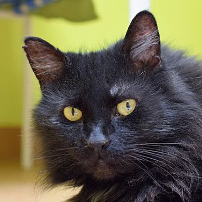 Norwalk Ct Domestic Longhair Meet Wishful Wyatt A Pet For