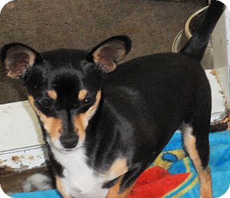 Manchester terrier chihuahua mix for sale top