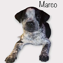 Photo of Marco